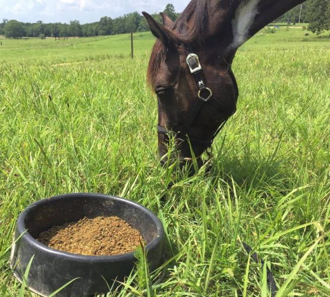 horse rescue