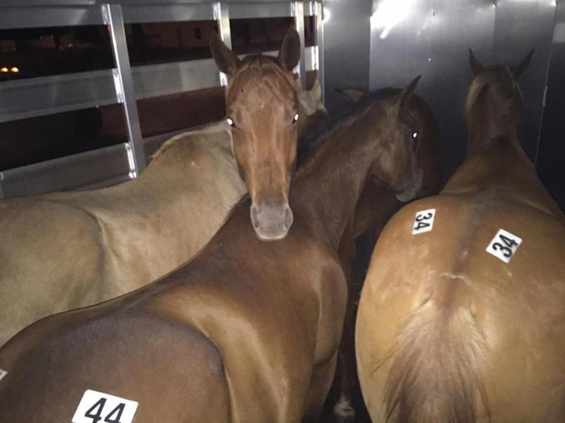 horse rescue