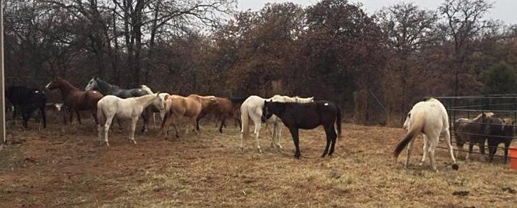 horse rescue