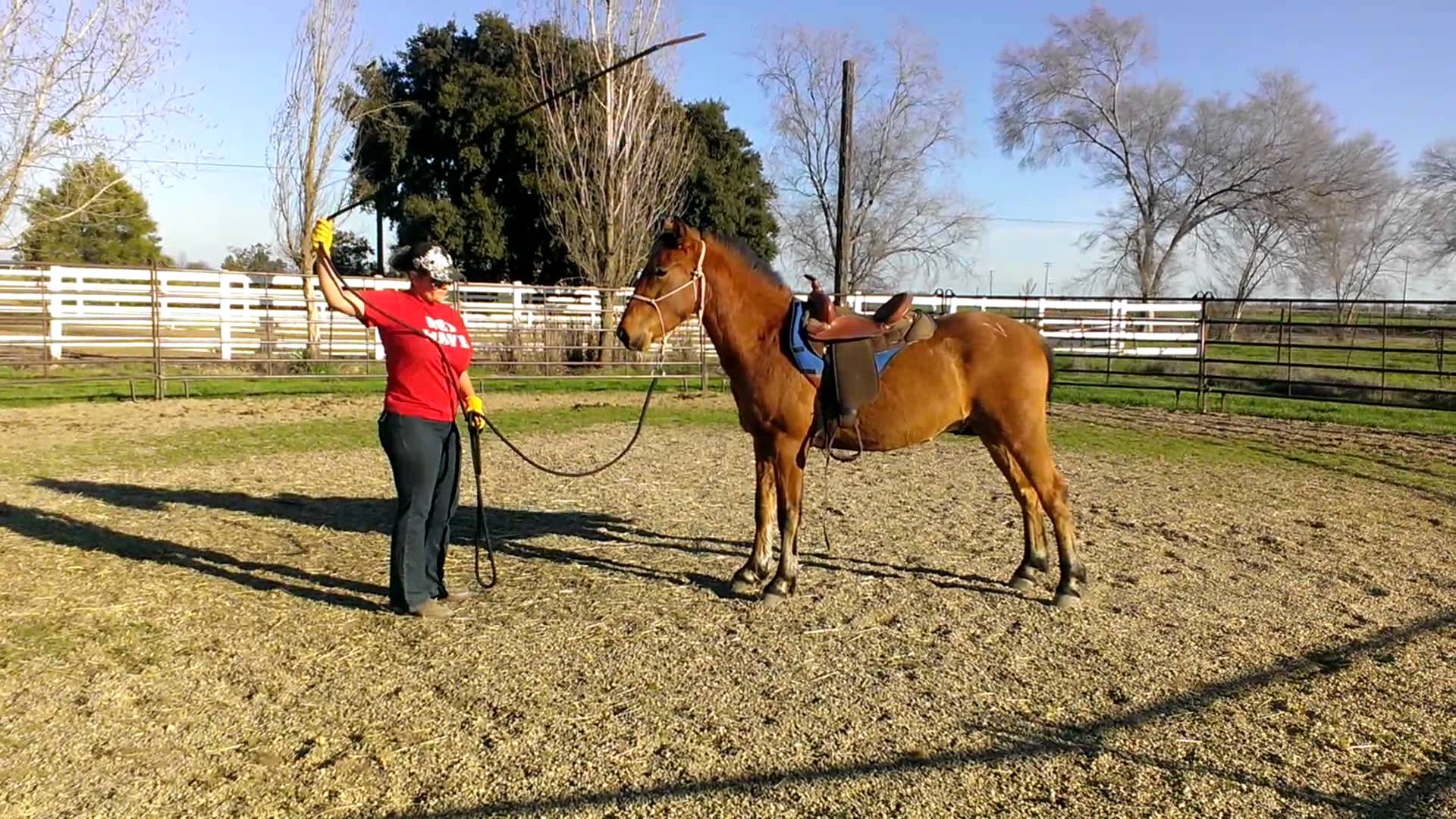 horse trainer