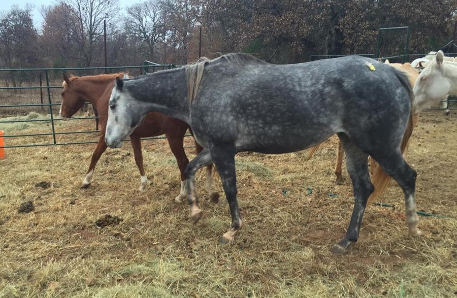 horse shelter