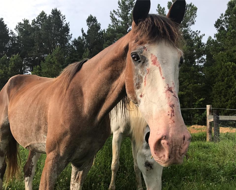 horse rescue
