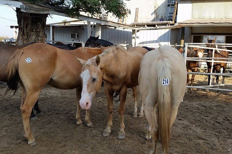 horse rescue