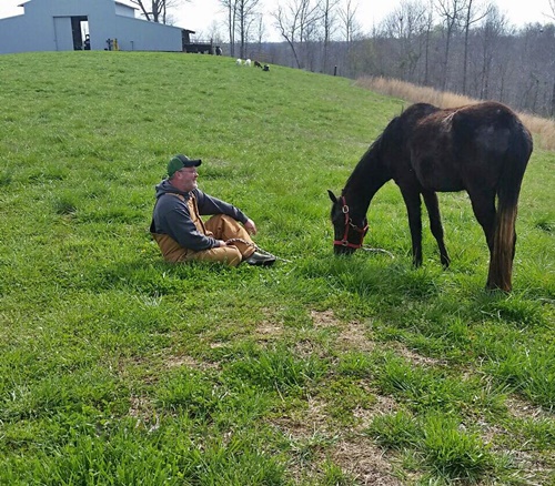 horse adoption