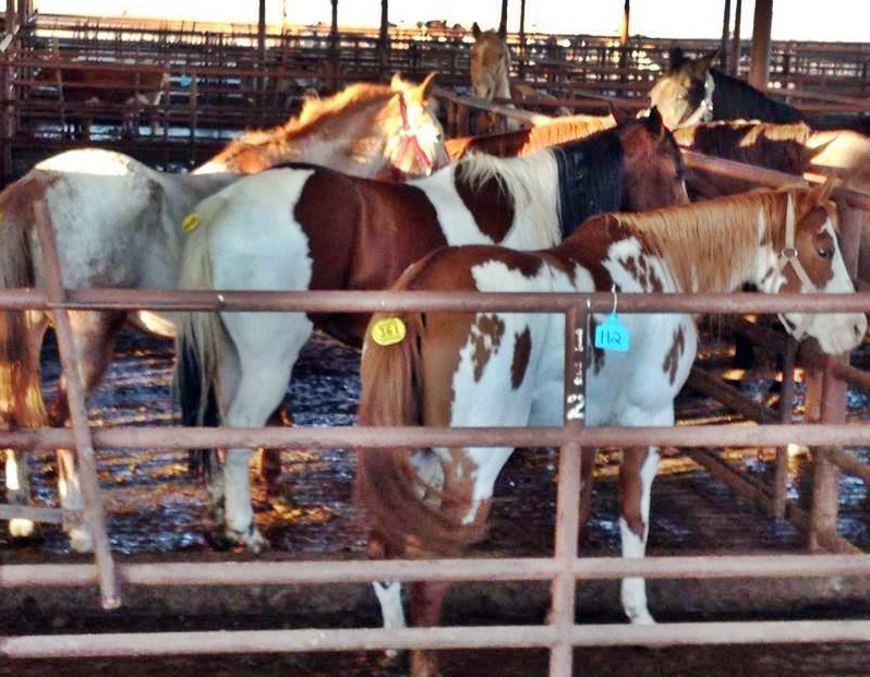 horse rescue