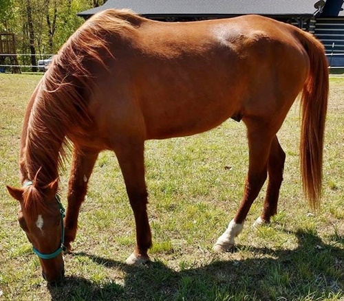 horse rescue