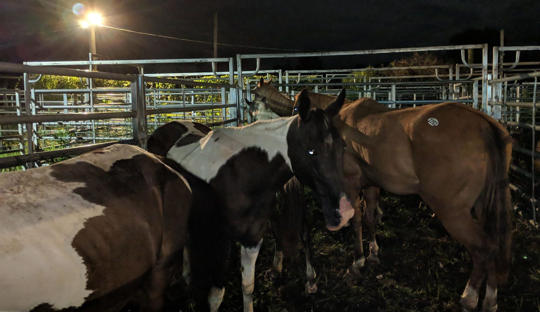 horse rescue