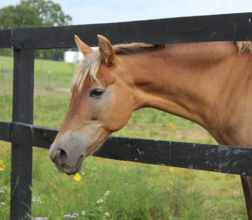 horse adoption