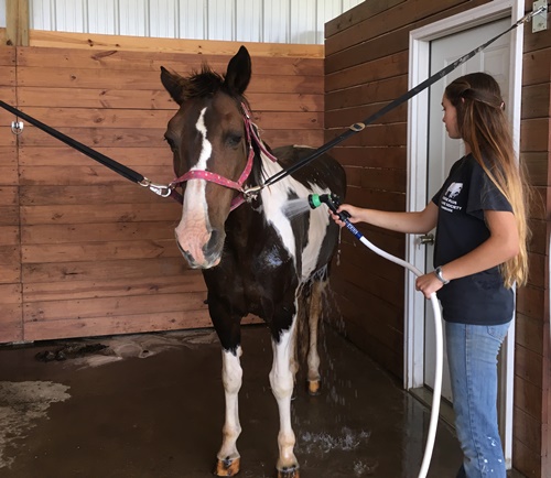 horse surrender