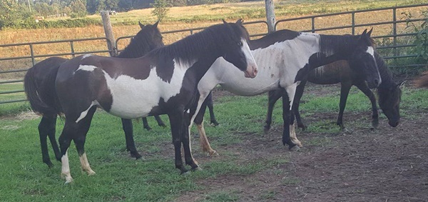 horse strays