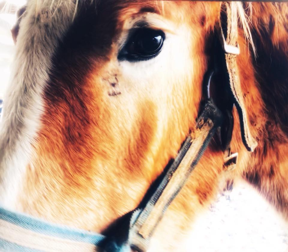 horse auction