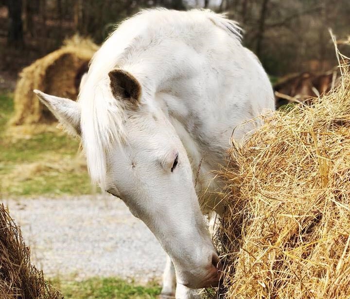 horse rescue