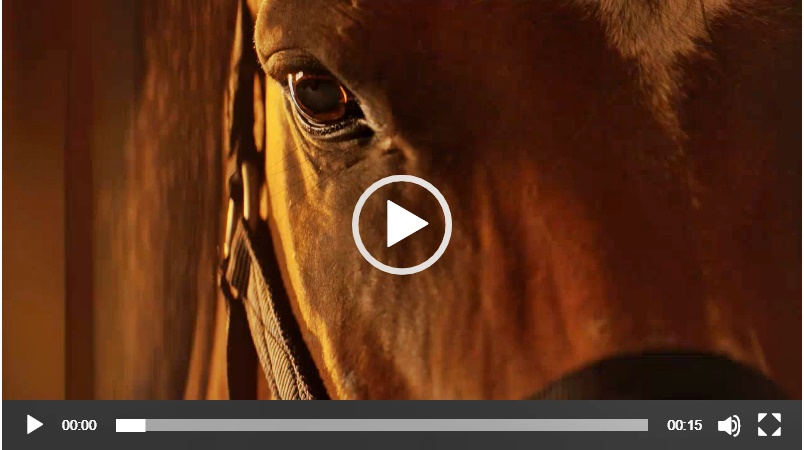 horse auction