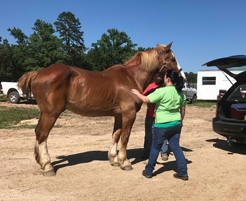 horse shelter