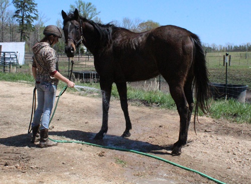 horse shelter