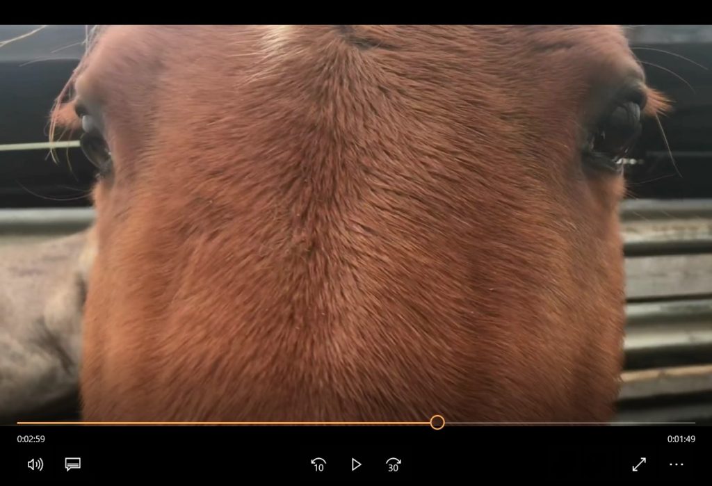 horse rescue