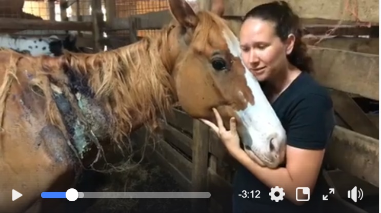 horse rescue