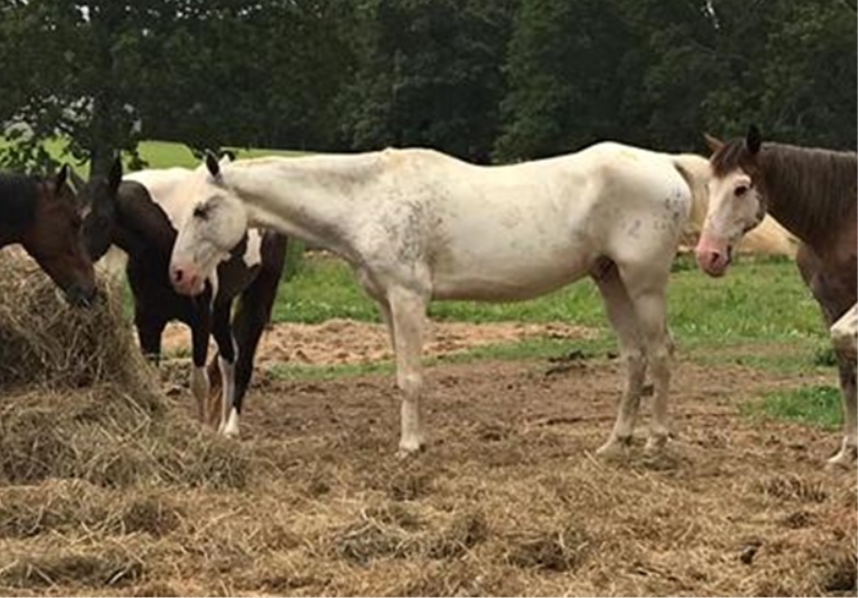 horse rescue