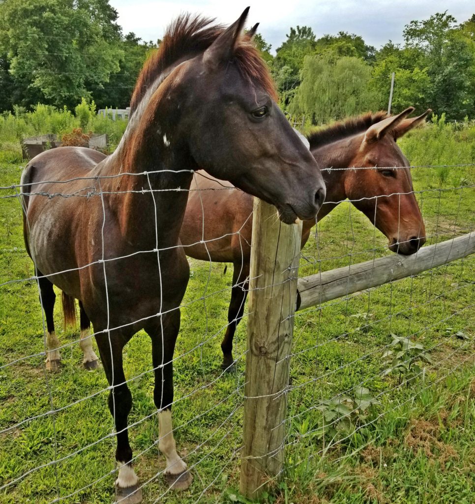 horse rescue