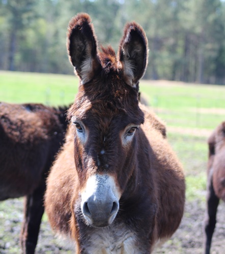 donkey shelter