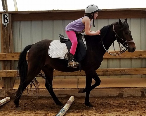 horse adoption