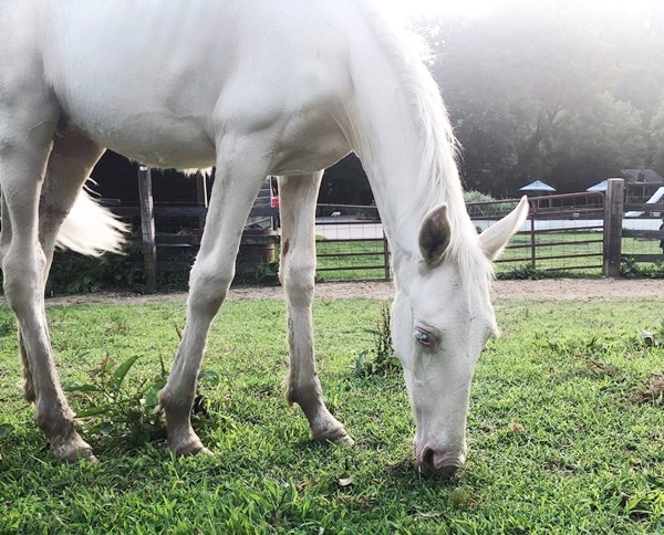 horse story