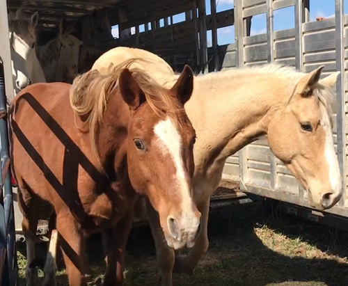 horse rescue