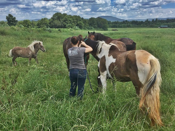 horse rescue
