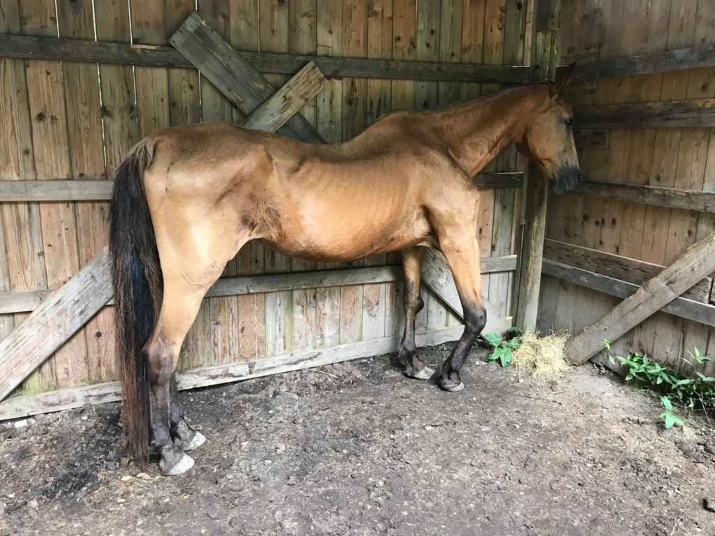 horse rescue