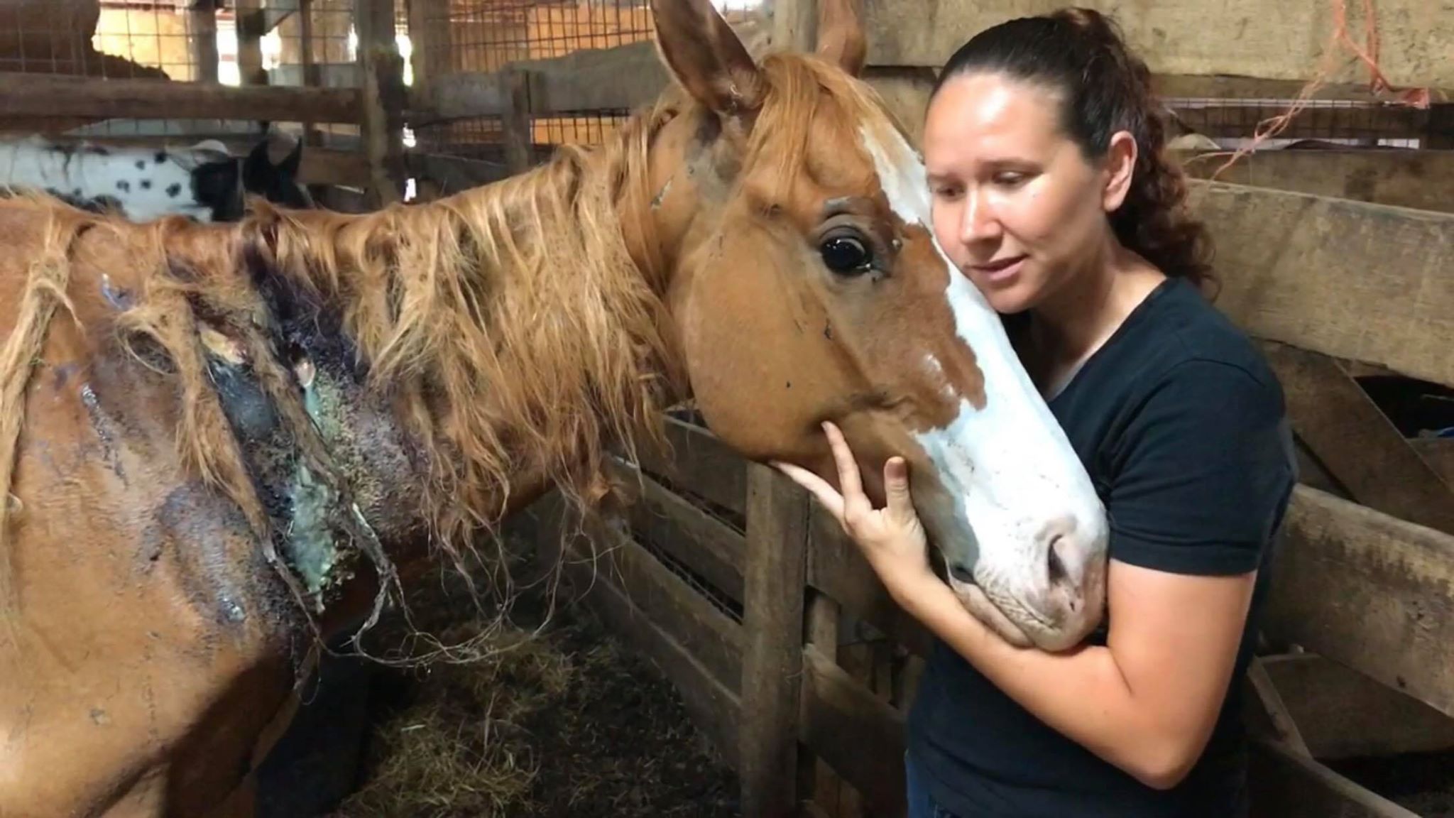 horse rescue