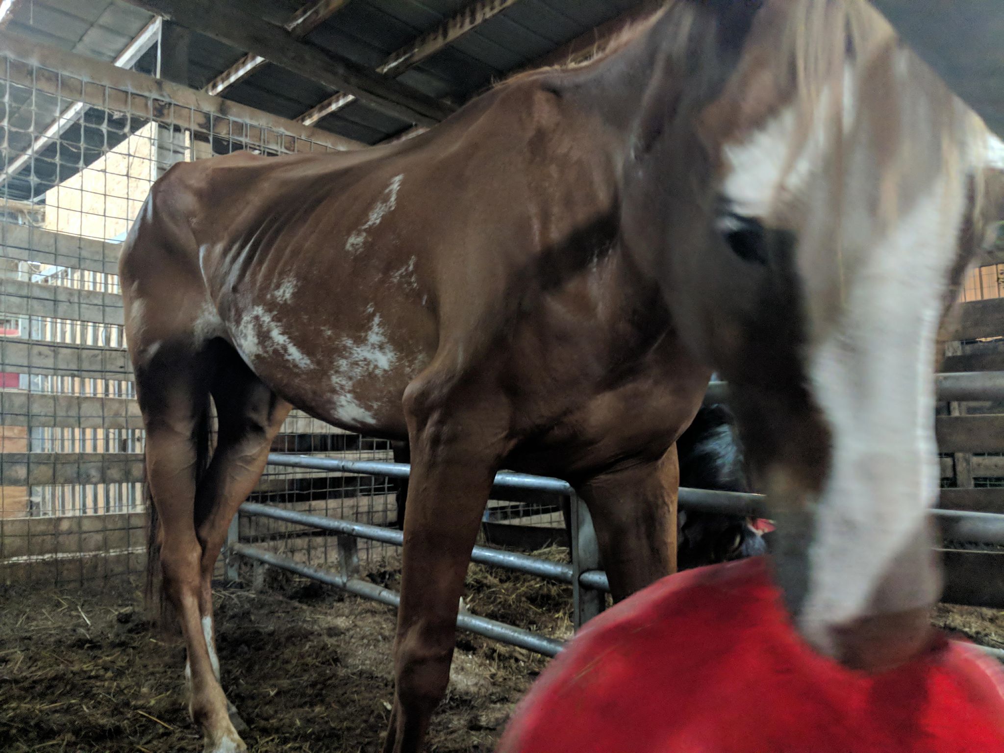 horse rescue