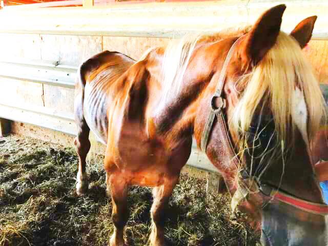 horse shelter