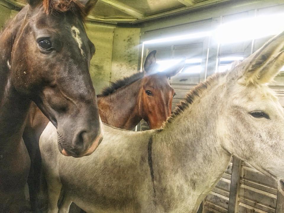 horse shelter