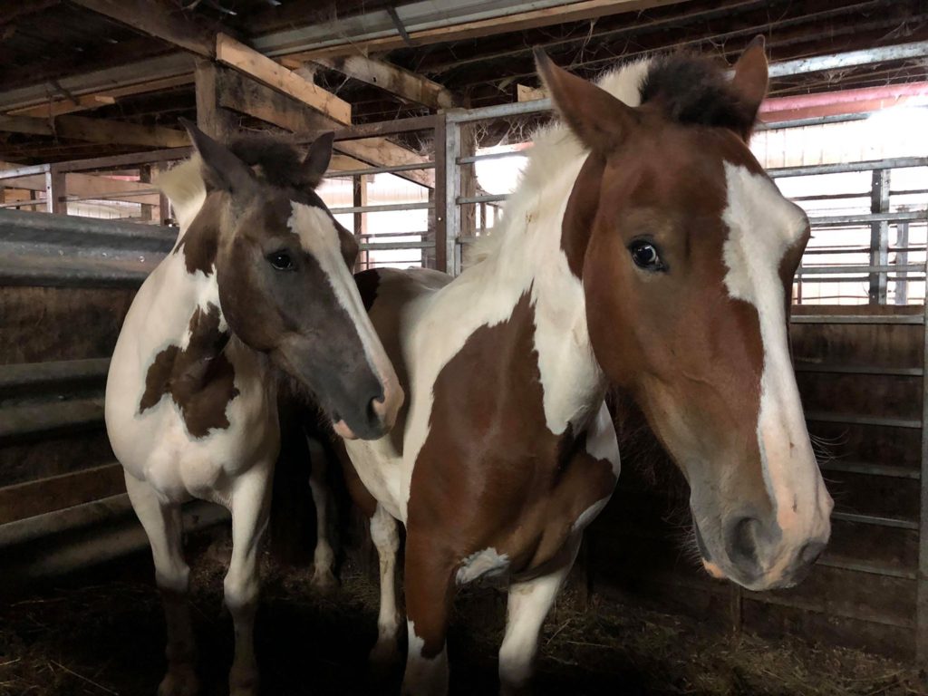 horse auction