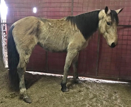 horse rescue