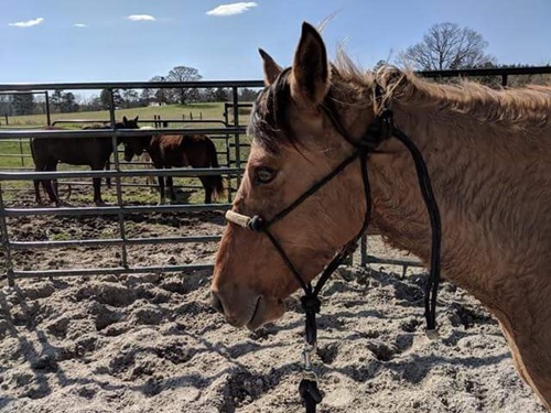 horse shelter