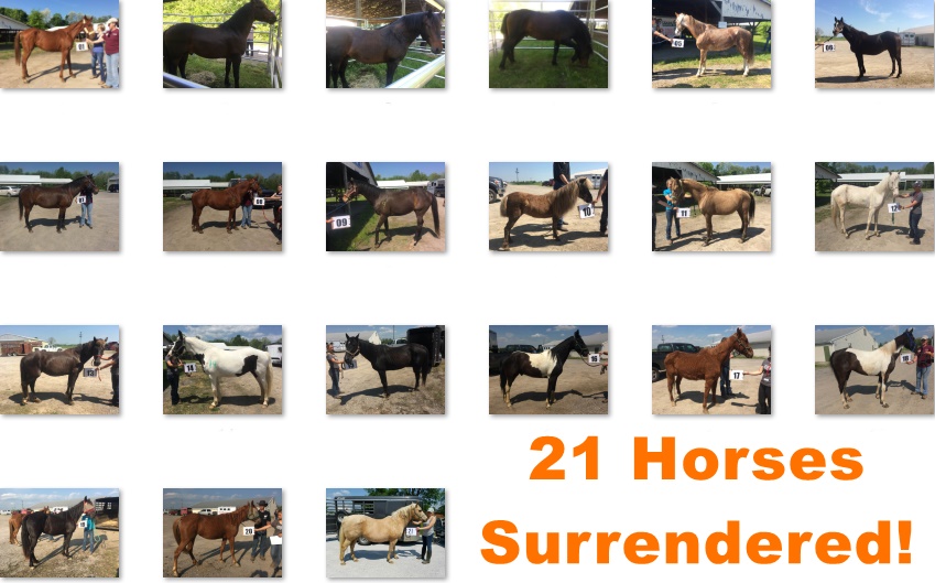 horse surrender