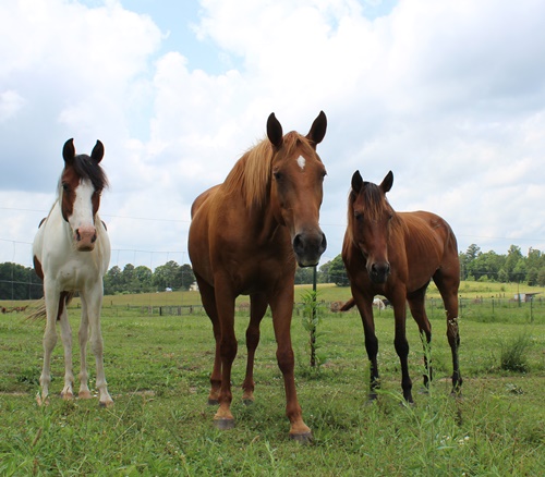 horse shelter