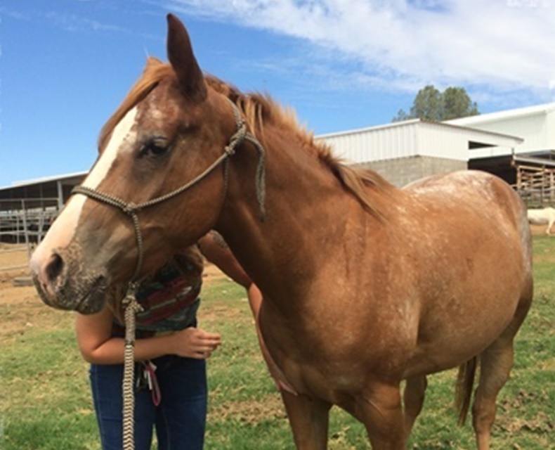 horse rescue
