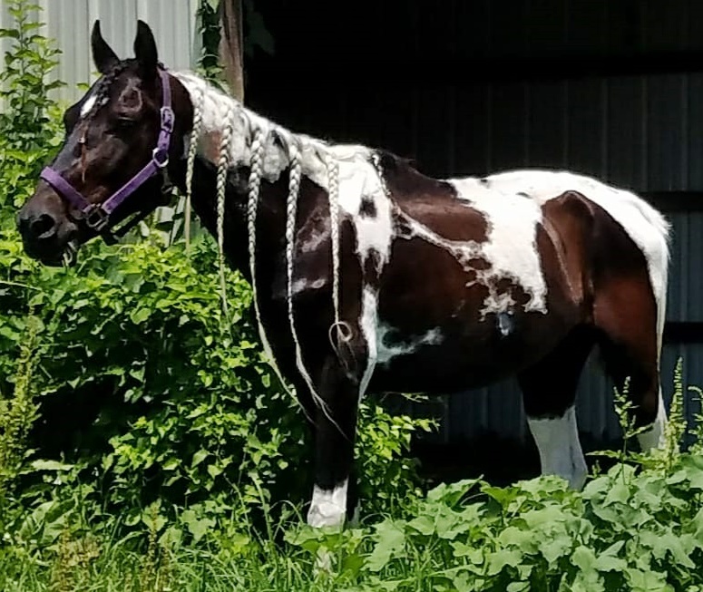 horse rescue