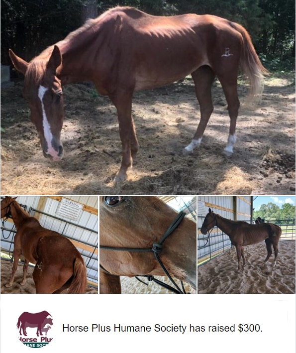 horse adoption