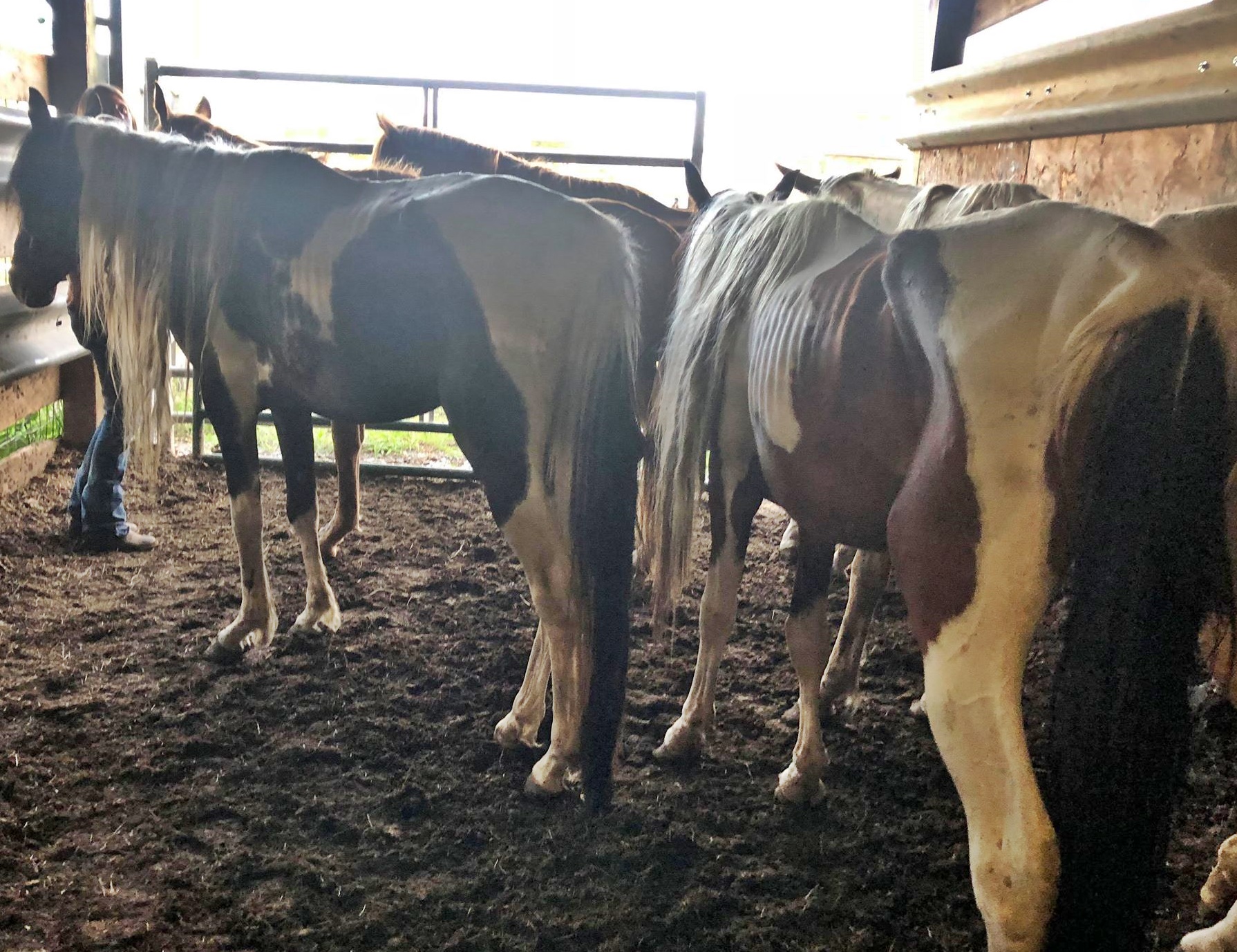 horse rescue