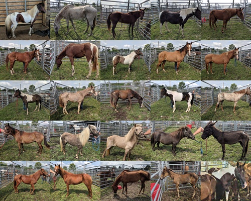 horse shelter