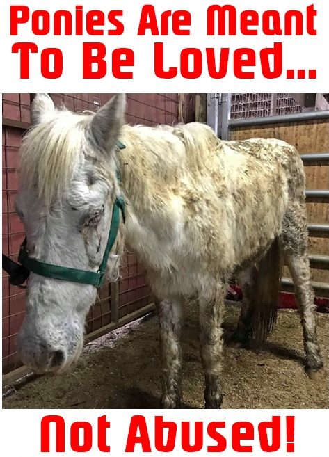 pony rescue
