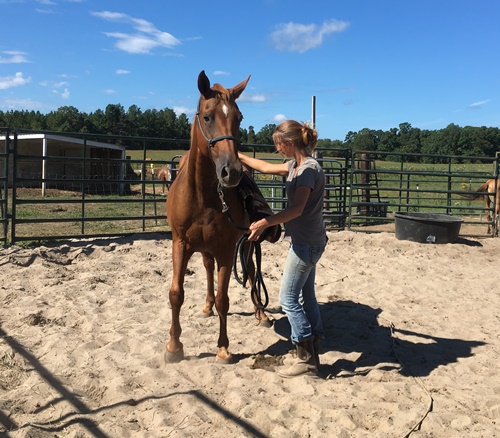 horse shelter