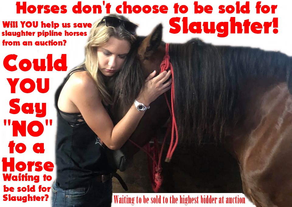 horse auction