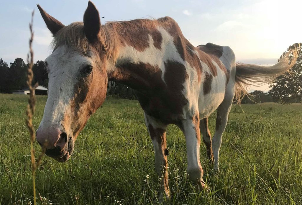 horse rescue