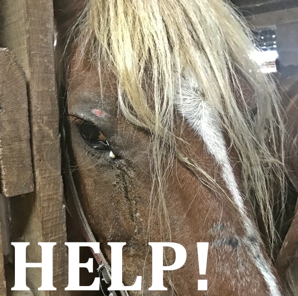 horse rescue