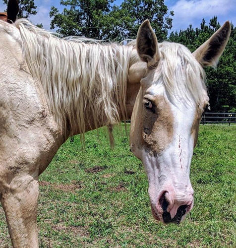 horse adoption