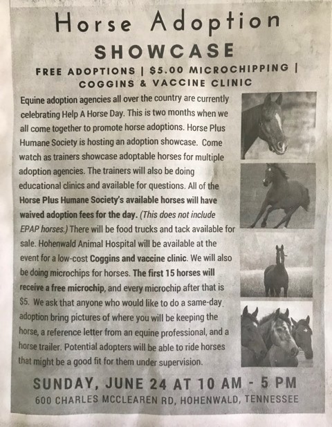 horse adoption